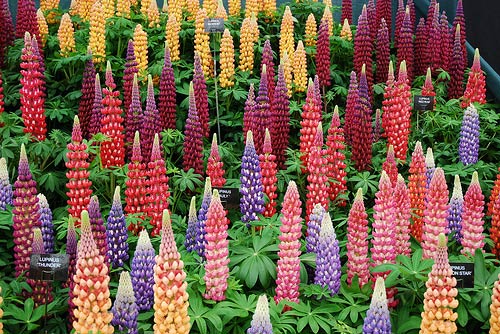  Lupinus – Uses, Benefits, Nutritional Value, Growing and Care