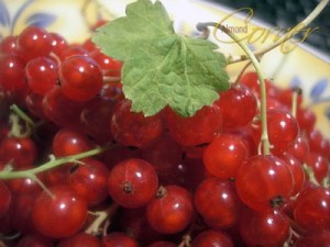 Picture of Red Currant