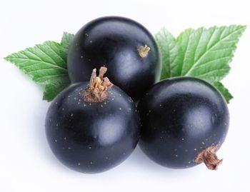Black Current Fruit 89