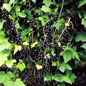 blackcurrant currant bushes fruit tree plants plant nut currants trees blackcurrants allotment garden ribes benefits bush extract seed ebony becoming