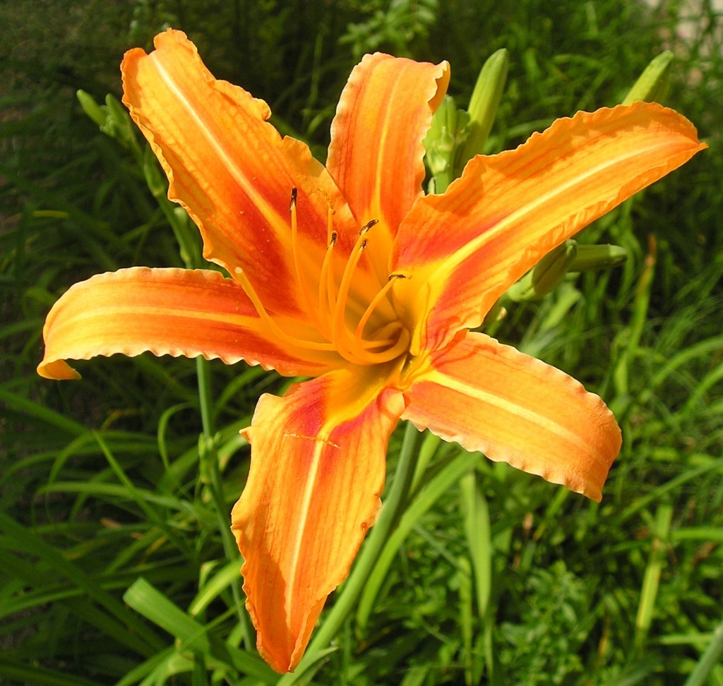 Daylily-Pictures-1024x972.jpg