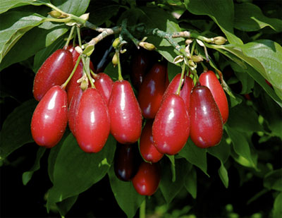 Cornelian Cherry Only Foods