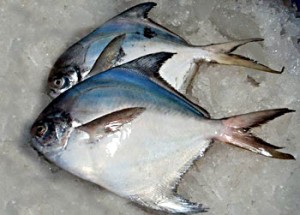 Pictures of Pomfret Fish