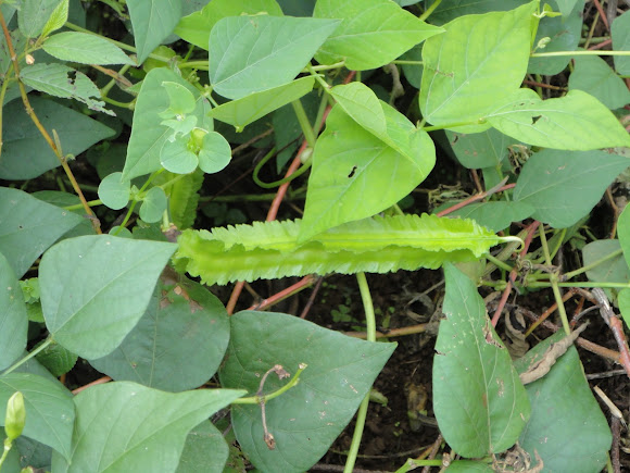bean winged plant uses tetragonolobus