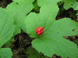 goldenseal herb pictures
