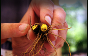 goldenseal root pictures