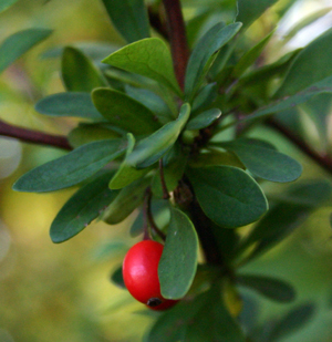 photos of Barberry