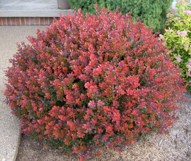 Barberry Types Medicinal Uses Nutrition Benefits And Side