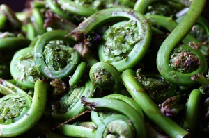 Fiddleheads pictures