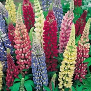 Lupins Pictures
