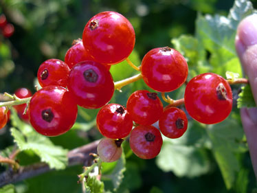 Red Currant Photos