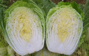 chinese cabbage Image