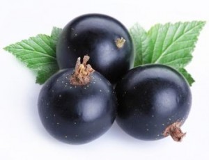 picture of black currant