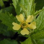 Images of Avens