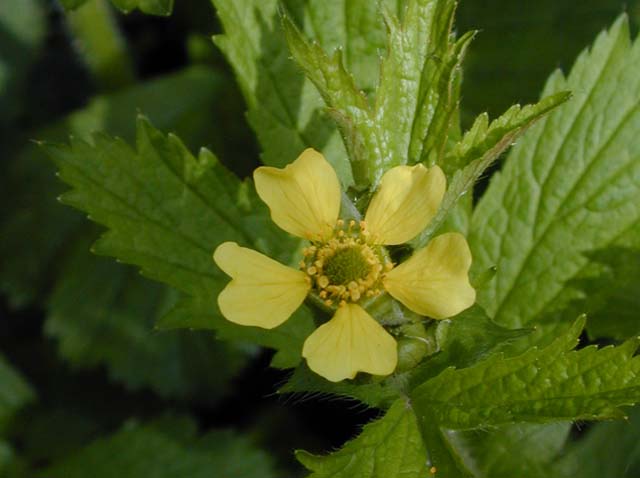 Images of Avens