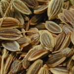 Dill Seed Photo