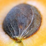 Images of Apricot Kernel
