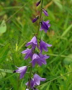 Harebell Picture