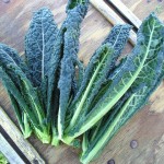 Kale Picture