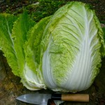 Pictures of Napa Cabbage