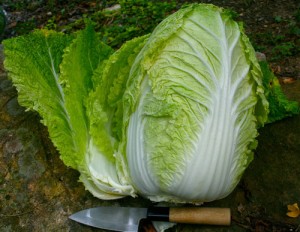 Pictures of Napa Cabbage