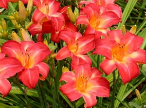 Daylily Picture