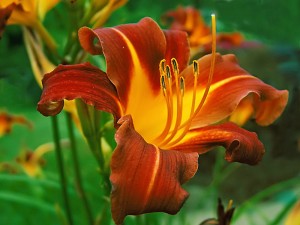Images of Daylily