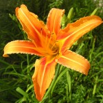 Pictures of Daylily