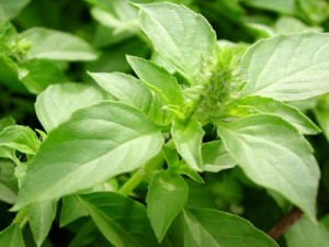 Holy basil Picture