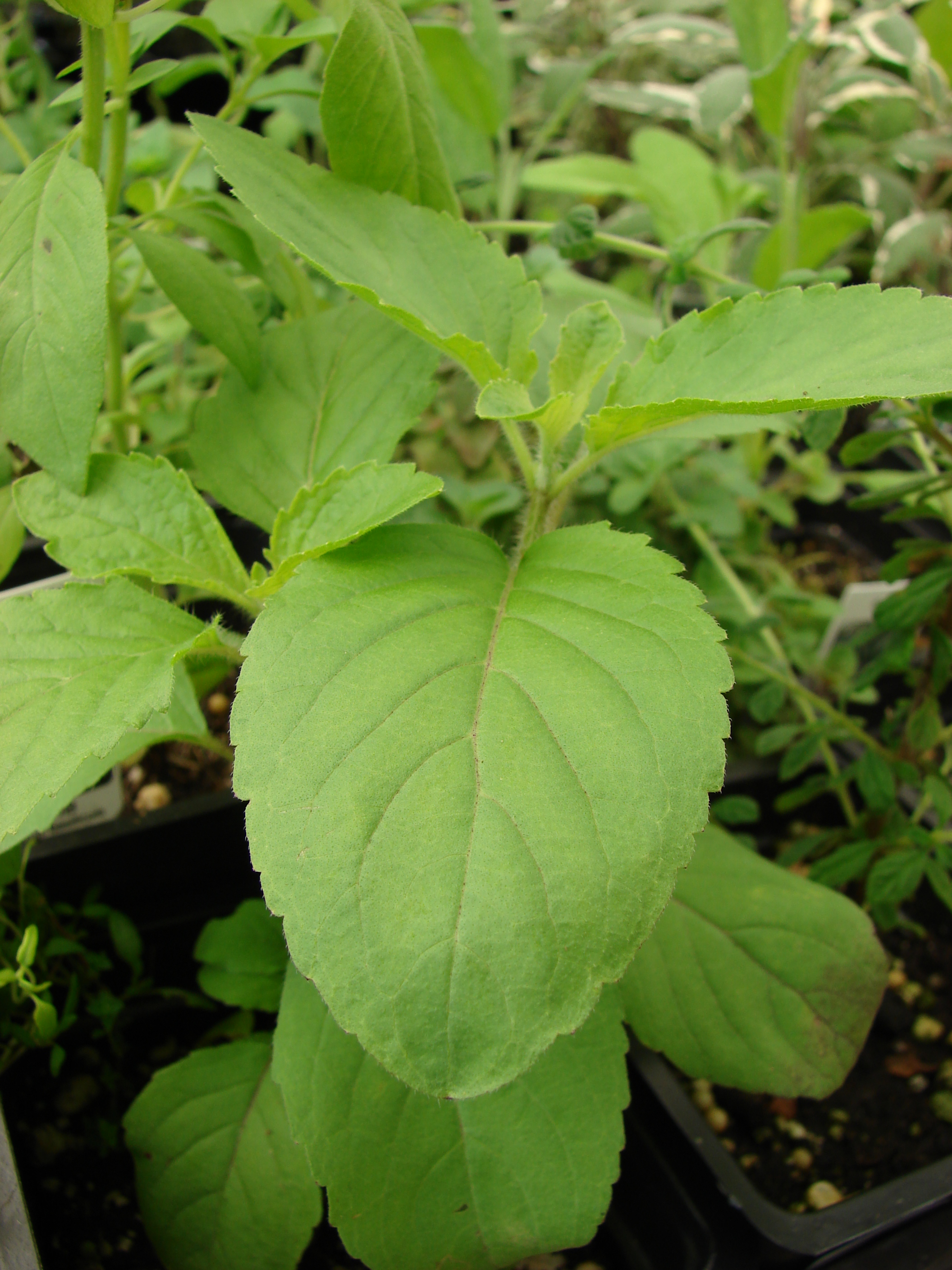 Holy Basil (Tulsi Leaf) Health Benefits, Uses, Side Effects
