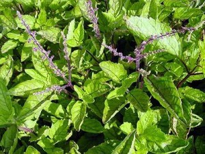 Pictures of Holy basil