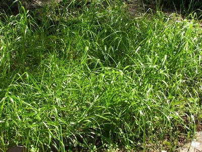 Sweetgrasses - Anthoxanthum SPP.: Edible & Medicinal Uses of the Sacred  Grass of Wild Plants - Song of the Woods