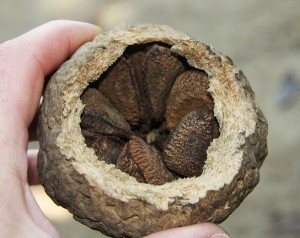 Images of Brazil nut