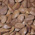 Pictures of Brazil nut