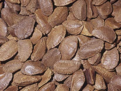 Pictures of Brazil nut