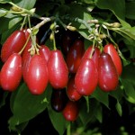 Pictures of Cornelian Cherry