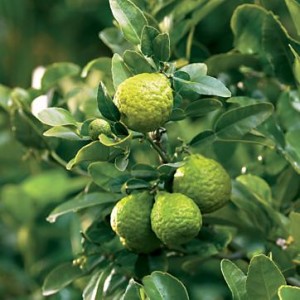 Pictures of Kaffir Lime