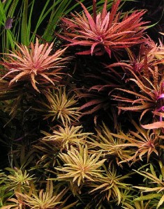 Images of Limnophila Aromatica
