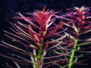 Pictures of Limnophila Aromatica