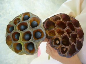 Lotus Seeds Picture