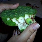 Images of Lotus Seeds