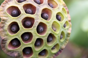 Pictures of Lotus Seeds