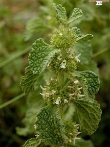 Pictures of Marrubium vulgare