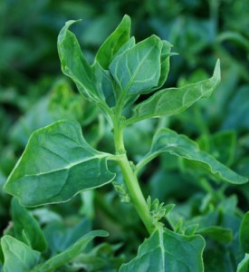 New Zealand spinach Picture 