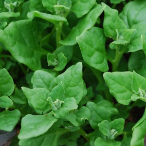 Images of New Zealand spinach