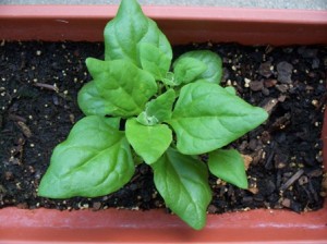 Photos of New Zealand spinach