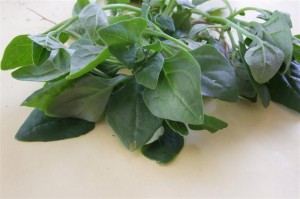Pictures of New Zealand spinach