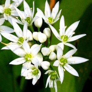 Images of Ramsons