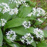 Pictures of Ramsons