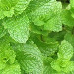 Images of Spearmint